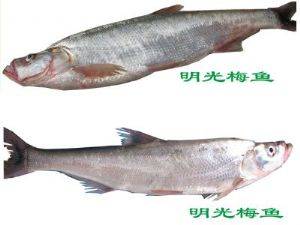 预售-明光梅鱼-500克装包邮