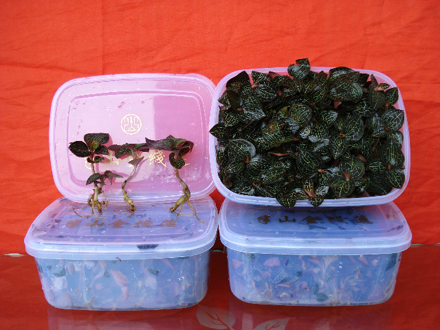 预售-明溪金线莲-500克装包邮