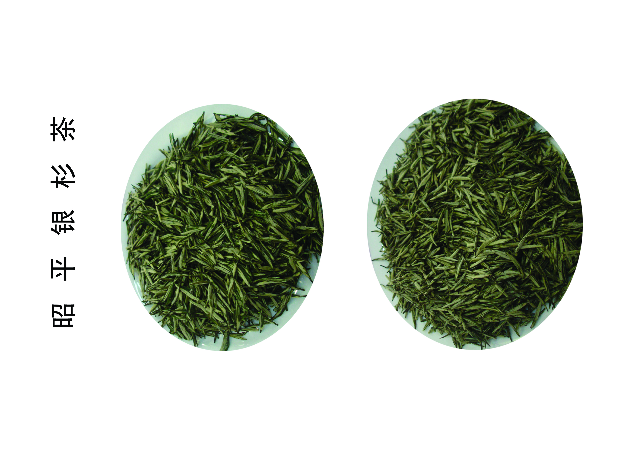 预售-昭平银杉茶-500克装包邮
