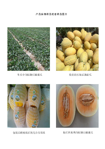 预售-杭锦后旗甜瓜-十斤装包邮
