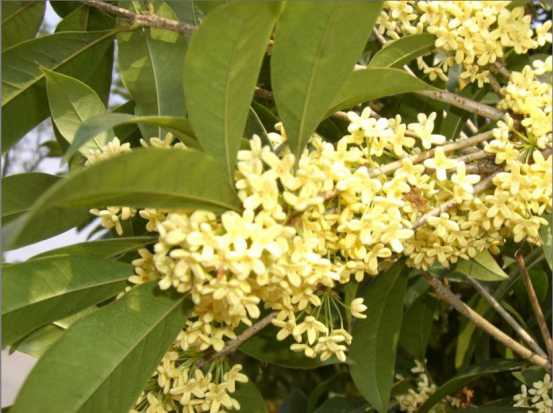 预售-桂林桂花茶-500克装包邮