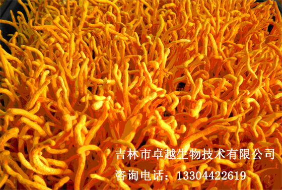 预售-永吉柞蚕蛹虫草-500克装包邮