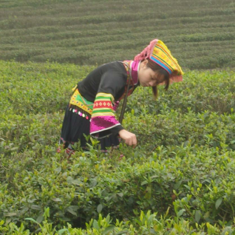 预售-江华苦茶-500克装包邮