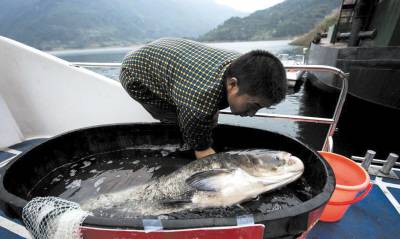 预售-江垭峡谷鳙鱼-500克装包邮