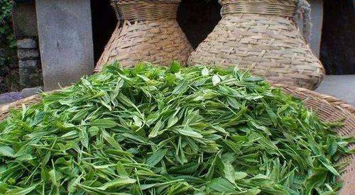 预售-江夏光明茶-500克装包邮