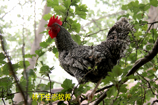 预售-汶上芦花鸡-500克装包邮