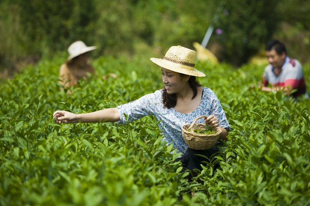 沂水绿茶图片