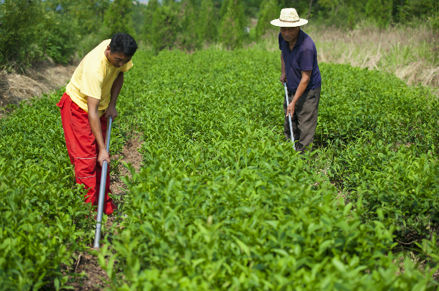 沂水绿茶图片