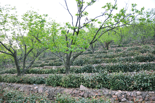 沂水绿茶图片