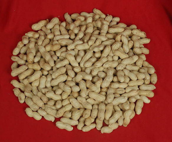 预售-沂源花生-500克装包邮