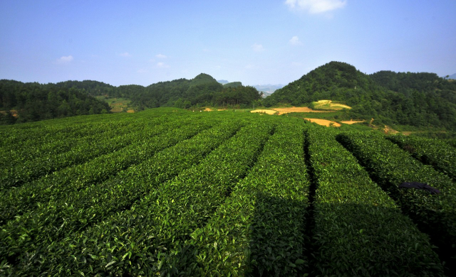 预售-沂蒙绿茶-500克装包邮