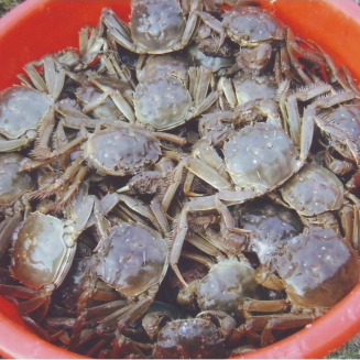 预售-沙洋长湖河蟹-500克装包邮