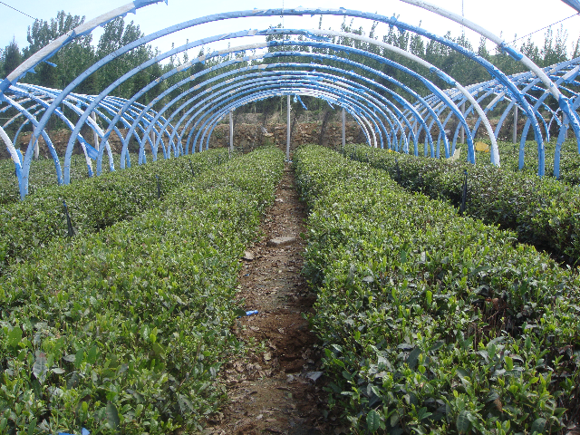 预售-泰山绿茶-500克装包邮