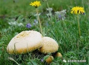 预售-泽库黄蘑菇-500克装包邮