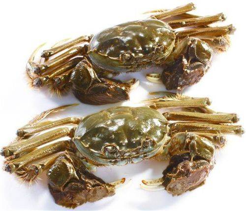 预售-2025年9月-洪泽湖大闸蟹-十只装顺丰包邮