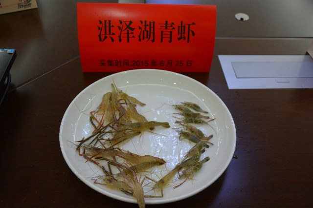 预售-洪泽湖青虾-500克装包邮