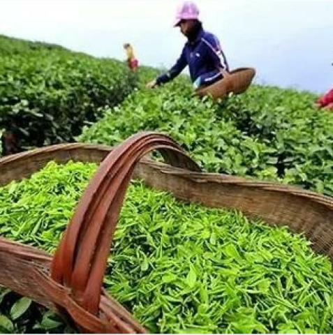 预售-浮梁茶-500克装包邮