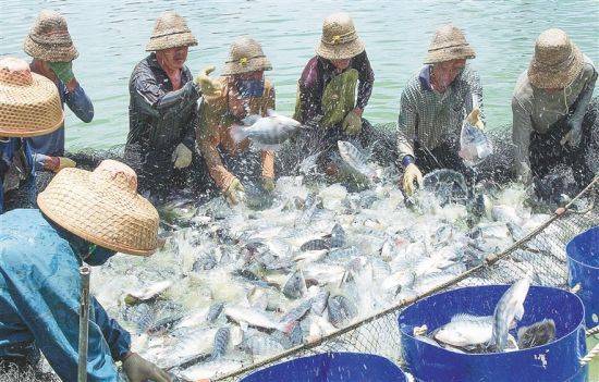 预售-海南罗非鱼-500克装包邮