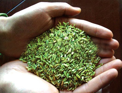 预售-海原小茴香-500克装包邮