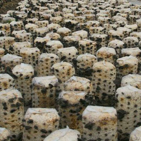 预售-海林黑木耳-500克装包邮