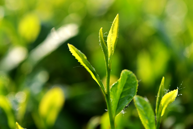 预售-海青茶-500克装包邮