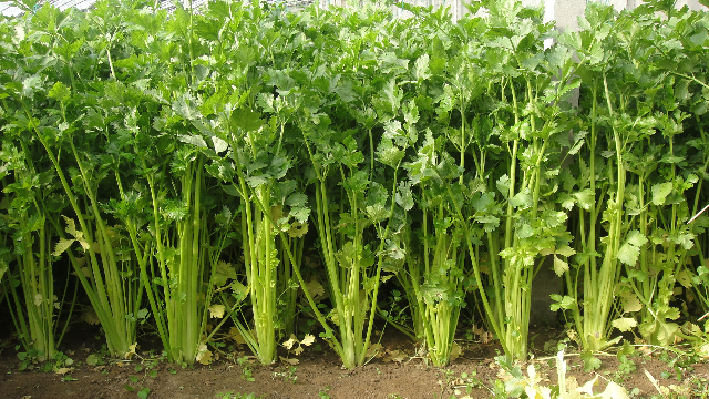 预售-涛雒芹菜-五斤装包邮