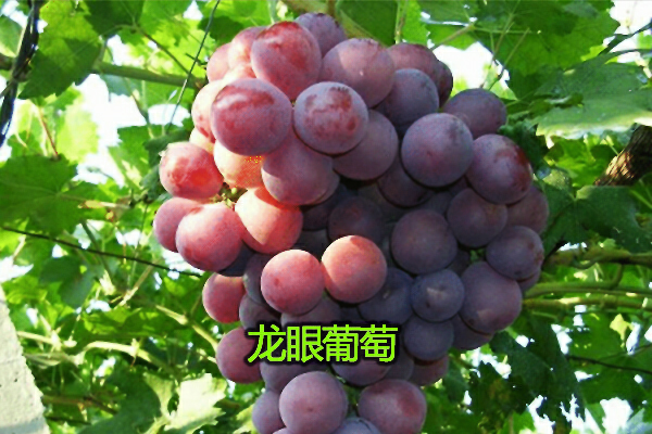 预售-清徐葡萄-十斤装包邮