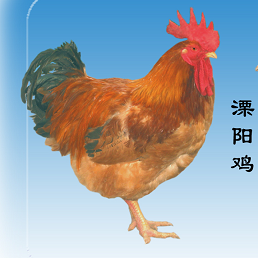 预售-溧阳鸡-500克装包邮