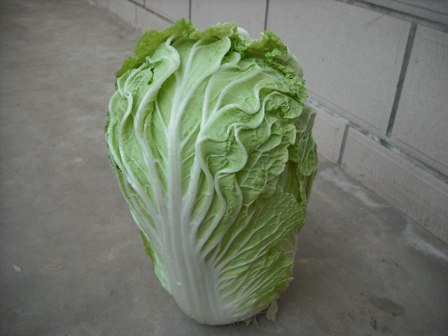 预售-滏河贡白菜-五斤装包邮