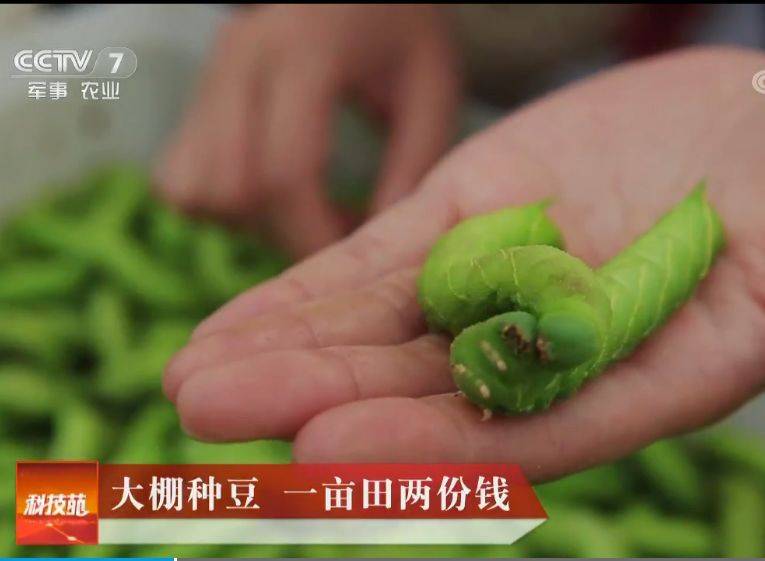 预售-灌云豆丹-500克装包邮