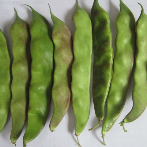 预售-牡丹江油豆角-五斤装包邮