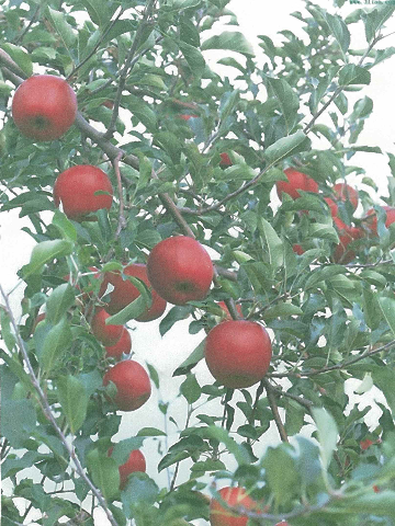 预售-特克斯苹果-十斤装包邮