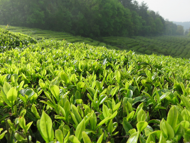 预售-玉泉仙人掌茶-500克装包邮