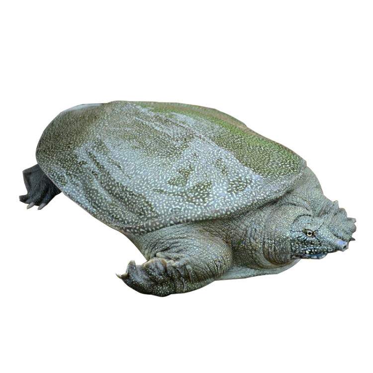 预售-玉田甲鱼-500克装包邮