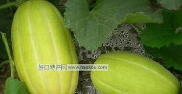 预售-王晋甜瓜-十斤装包邮