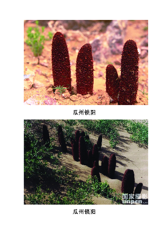 预售-瓜州锁阳-500克装包邮