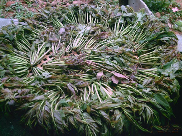 预售-瓦屋香椿芽-五斤装包邮