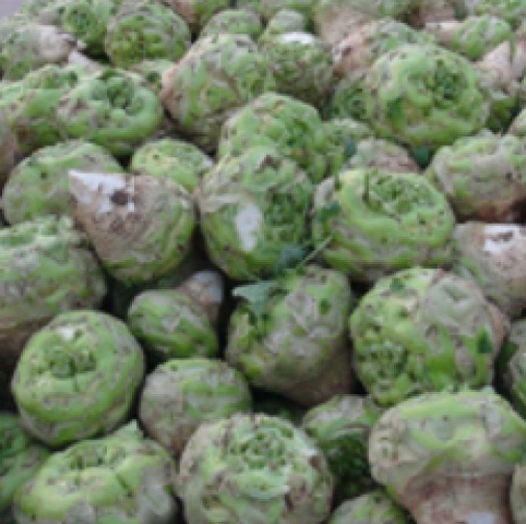 预售-登封芥菜-五斤装包邮