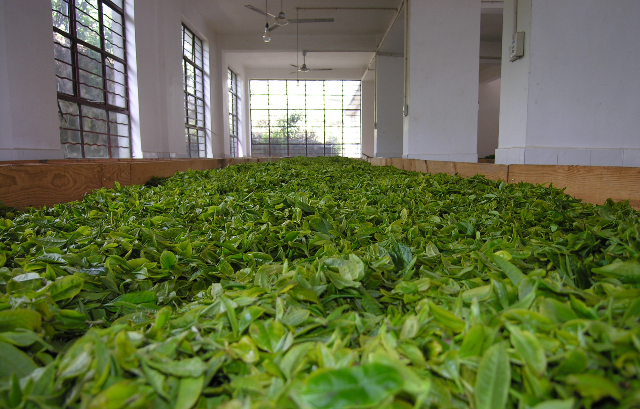 预售-白竹山茶-500克装包邮