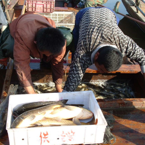 预售-石人沟鲤鱼-500克装包邮
