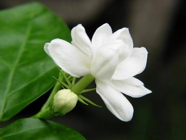 预售-福州茉莉花-10棵装包邮