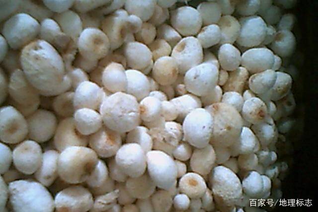 预售-禹州半夏-500克装包邮