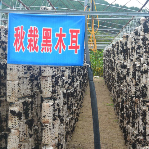 预售-穆棱黑木耳-500克装包邮