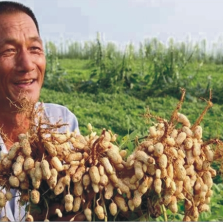 预售-红安花生-500克装包邮