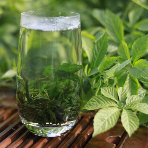 预售-绥宁绞股蓝-500克装包邮