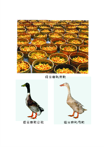 预售-缙云麻鸭-500克装包邮