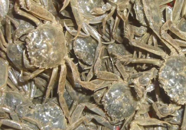 预售-胜芳蟹-500克装包邮