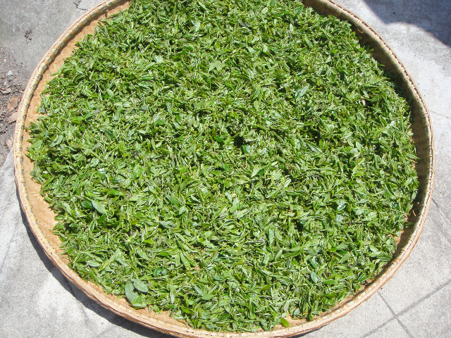 预售-舒城小兰花-500克装包邮
