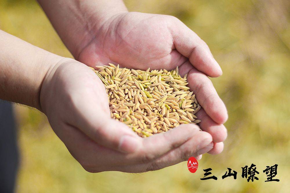 预售-芜湖大米-五斤装包邮