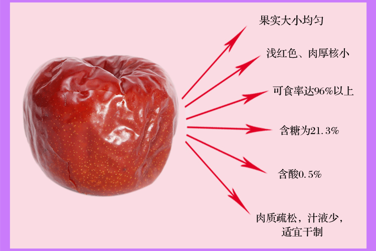 预售-芮城屯屯枣-十斤装包邮
